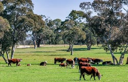 968 Crooked Lane, Bool Lagoon, SA 5271
