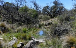 "Muriel's Paddock" Gullies Road, Moonbah, NSW 2627