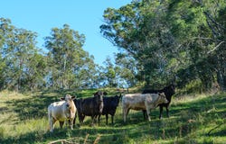 Armstrong Creek, Qld 4520