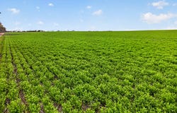 'Shepherds' Thomas Plains Road, Thrington, SA 5552