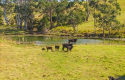 659 South Bank Road, Tamban, NSW 2441