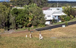 Lot 11 Dolphin Place, Valla Beach, NSW 2448