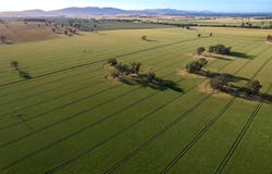 Cootamundra, NSW 2590