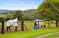 3217 Beaudesert Nerang Road, Biddaddaba, Qld 4275