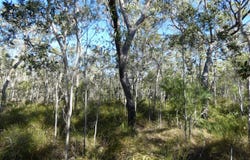 Lot 94 Fernfield Road, Deepwater, Qld 4674