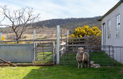 'East Dundee' Stonehenge Road, Whitefoord, Tas 7120