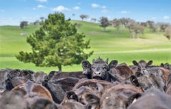 593 Belgravia Road, Belgravia, NSW 2800