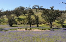 Lot 96 Horrocks Highway, Wilmington, SA 5485