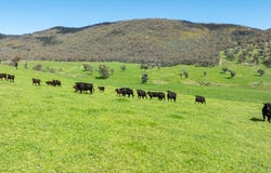16, Ranch Road, Tintaldra, Vic 3708