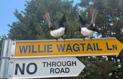Lot 2, 178 Willie Wagtail Lane, Bega, NSW 2550
