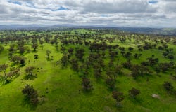 "Willunga" 700 Willunga Road, Cassilis, NSW 2329