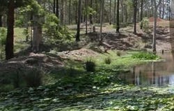 Witheren, Qld 4275