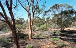 26 Slaughter Road, Loveday, SA 5345