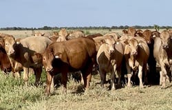 CHERRY PARK 300 GRILLS ROAD, Flinton, Qld 4422