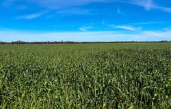 Lot 44 Birdseye Highway, Murlong, SA 5642