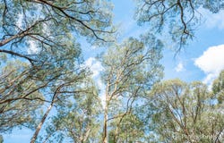 22 Yarra Valley Crescent, East Warburton, Vic 3799
