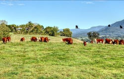 Bellingen, NSW 2454