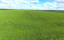 'Galick Ridge' Parallel Road, Walpeup, Vic 3507