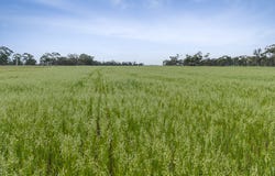 1668 Settlement Road, Diggora, Vic 3561