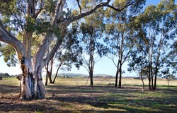 220 Mcdonalds Road, Clunes, Vic 3370