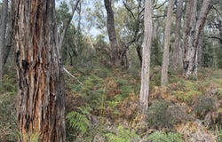 Andersons Lane, Stradbroke, Vic 3851