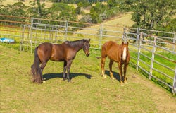 659 South Bank Road, Tamban, NSW 2441