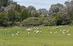 "Banjo's", 28234 Hume Highway, Bowning, NSW 2582