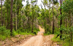 215 Martin Road, Nymboida, NSW 2460