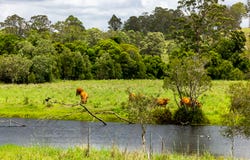 6 Canando Street, Woodford, Qld 4514