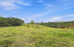 Barrine, Qld 4872