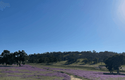 Lot 150, Ramble Way, Bullsbrook, WA 6084