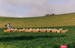 Boorowa, NSW 2586