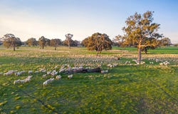 101 Gaffney Road, Coonawarra, SA 5263