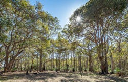 35 Shallows Loop, Yallingup, WA 6282