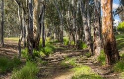 Lot 8, Bennetts Road, Junortoun, Vic 3551