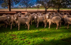 3166 Back Trundle Road, Cooks Myalls, NSW 2870