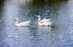 Lot Drews Paddock, Lot 320 Divot Circuit, Invermay Park, Vic 3350
