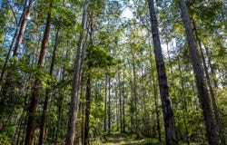 113-124 Boormans Rd, Tyalgum, NSW 2484