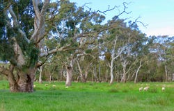 Lot 9 Mount Burr Road, Monbulla, SA 5277