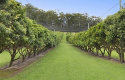 101 Wilson Road, Ilkley, Qld 4554