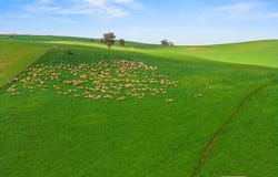 Boorowa, NSW 2586