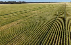 Binneguy Station, Biniguy, NSW 2399