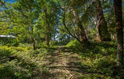 14 Canyon Parade, Springbrook, Qld 4213
