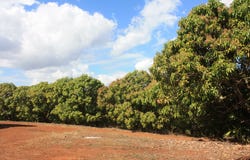 4 Mount Misery Road, Redhill Farms, Qld 4671