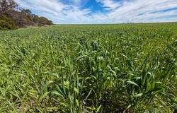 Lot 44 Birdseye Highway, Murlong, SA 5642