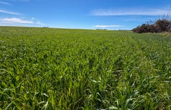 Lot 44 Birdseye Highway, Murlong, SA 5642