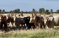 CHERRY PARK 300 GRILLS ROAD, Flinton, Qld 4422