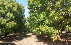4 Mount Misery Road, Redhill Farms, Qld 4671