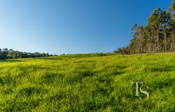 420 Bradys Plain Road, Parkham, Tas 7304
