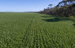 'Rudds' Allotment 81 Ardrossan Road, Maitland, SA 5573